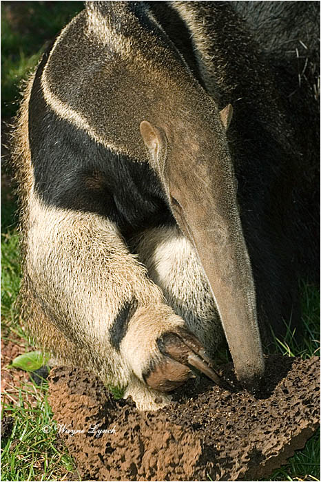 Giant Anteater 103 by Dr. Wayne Lynch ©